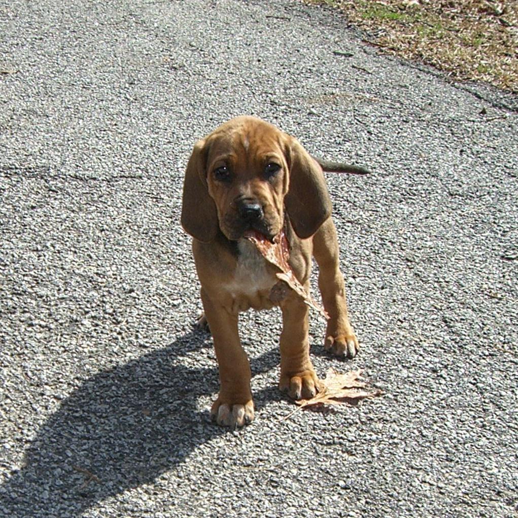 ultralakedawg's profile picture. Dogs are man's best friends. Adopt an animal and give them a forever home.