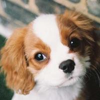 RePopulus🇬🇷 (@populusre) 's Twitter Profile Photo