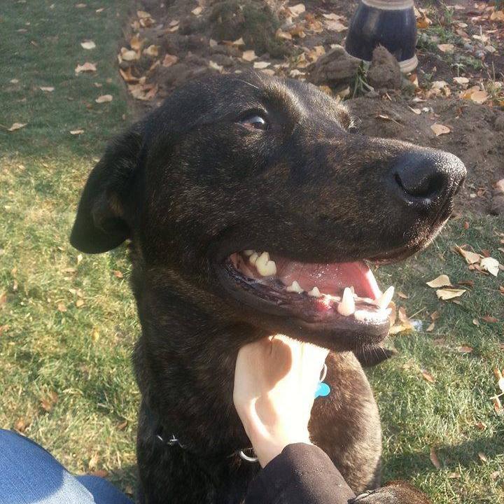 Paws It Forward Profile