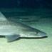 Live shark tweets (@livesharktweets) Twitter profile photo Live shark tweets (@livesharktweets) Twitter profile photo