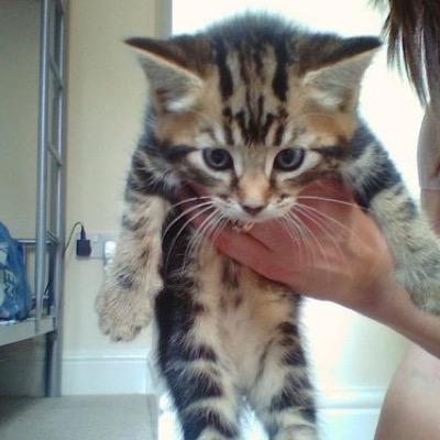 Mreow. 6 months old. Human - @JensenAcklesRP [kitten|RP]