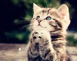 #keshascatcult  Kitten lover!!  A kesha fan, and loves video games