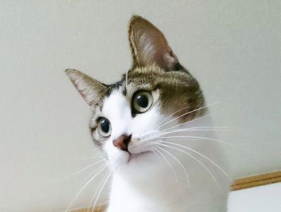 しぃちゃん13さい🐾
ふぅちゃん3さい🐾
ゆず推定18さいと3ヶ月🌈組🐾