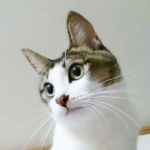 ねこねこねこ (@k305u) / Posts / X