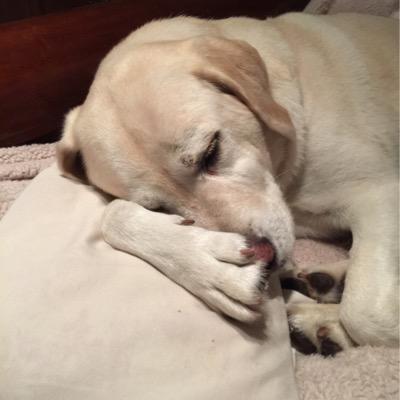Lab Assistant