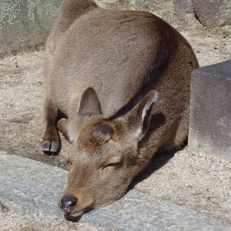 多様性のケモノ(鹿)。座右の銘は『泰然自若』。右でも左でもないゆるゆる「日本人」として自然な多様性による自然な変化を是とし、「(特定の誰かに都合のいい)多様性を認めないことを認めない」という思想押し付け系排他的多様性(モドキ)嫌いのユルフワ思想おじさん。どくしん。