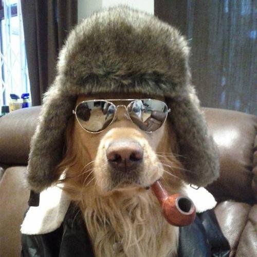 Soy un güaugüau.