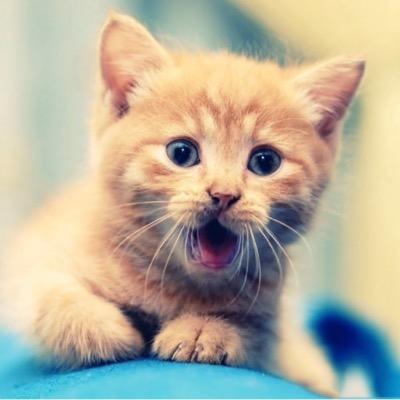 i love dance moms and cats