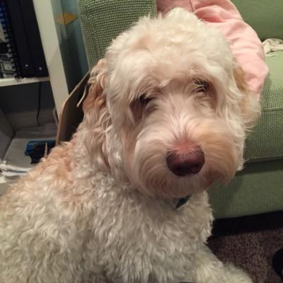 dailyjillyquote's profile picture. pictures of a dog named Beau and random quotes from jilly.