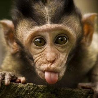 Posting images and videos of cute and funny Monkeys!