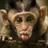 MonkeyImages's profile image