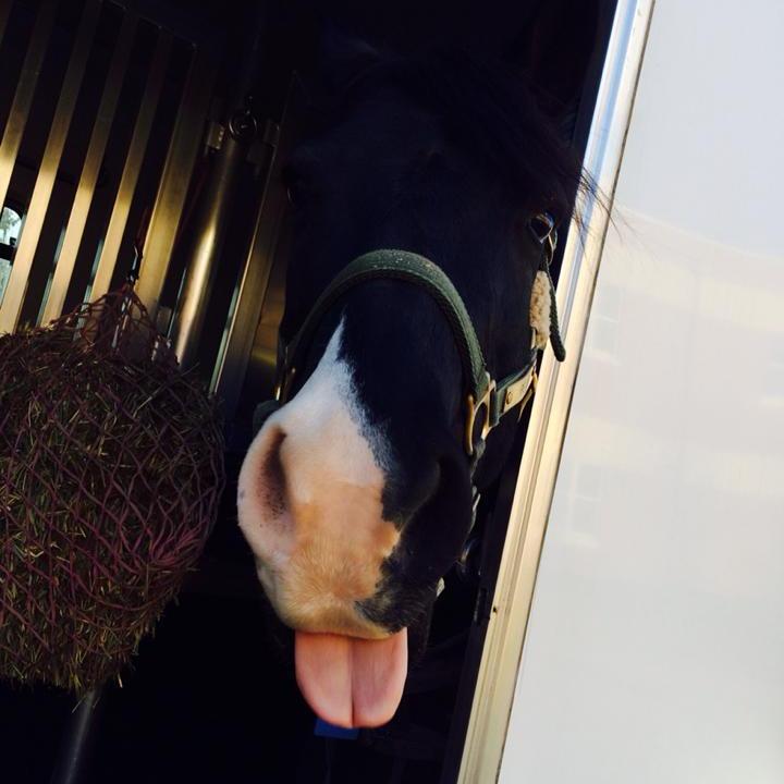 sarah_sprout's profile picture. Sprout Therapeutic Center is a non-profit organization offering equine assisted activities and therapies to individuals seeking opportunities for growth.