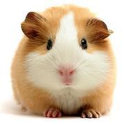 Cute emergency aww follow retweet to get more cute guinea pigs aww #cute_animals @cuddlycutepets @awwcuteness @babyanimalpics @daily_aww @cutestanimalspi @cute