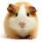 Cute guineapigs  ♥ ♥