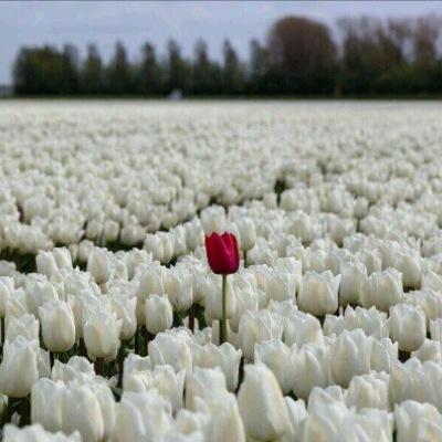 انا ماهو انا عندكم في تويتر// سيناريو وتمثيل والمخرج من ورا ستاره..!!