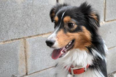 1-year old Miniature Australian Shepherd living life in the Lone Star State. Loves belly rubs, squeaky toys, and new adventures.