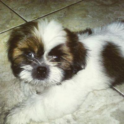 amo meus filhos