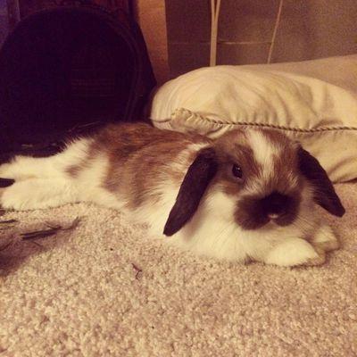 A cute bunny, just look at my pic...nuf said