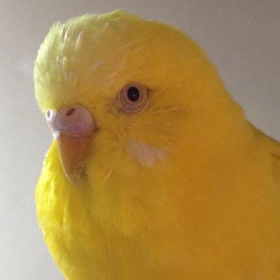 動物と人間が共存出来る社会になって欲しい。無責任な飼育、虐待は反対です💢 お迎えした子は最後までの気持ちを持ってお迎えして欲しい! 無言フォロー失礼致しますm(._.)m