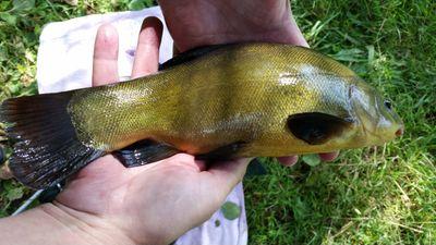 pluigh's profile picture. 