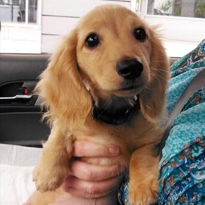 sharing some of the most cutest puppies - daily!