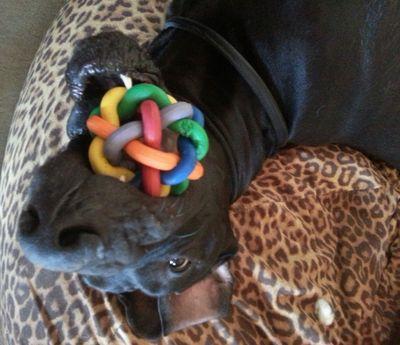 the_dogs's profile picture. I'm George. George Mc Fly. I'm a silly, bouncy great dane. I live on a little farm with with @misterpeabody. I like long walks in the park and squeaky toys.