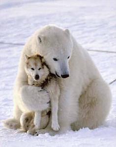 FIGHTING 4 ALL ANIMALS🌎 A VOICE TO THE VOICELESS, TRUE BLUE 💙
#RESISTENCE #CONVICT TRUMP #SAVE POLAR BEARS, DOLPHINS & SEALS #CLIMATECHANGE #WWF HUMANITARIAN