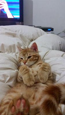 roniti4000's profile picture. 