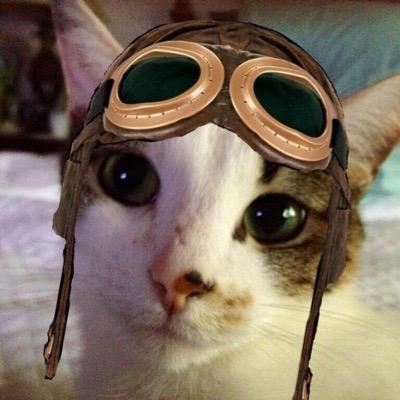 My name is Clover. I am O-Ren Ishii (@Silly_Rabbits) Cat. She has a Hanzo sword. I have shivs on each paw. Brofur Dixon. #WLFTX #TWCD #Southmeow #TheAviators