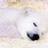 shiro_kuma4's profile image