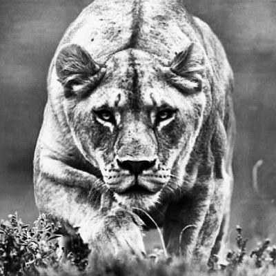 lead never follow