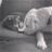 robydiba's profile image