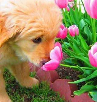 follow me if you love flowers as much as i do!