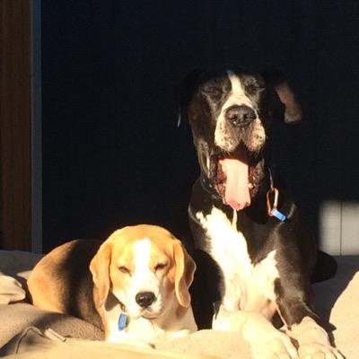 The most unlikely doggy siblings around, Izzy the Beagle & Cooper the Great Dane are mad about playtime, Rugby & their humans Tom & Bron