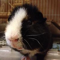 はこ (@hacoshikaku) Twitter profile photo