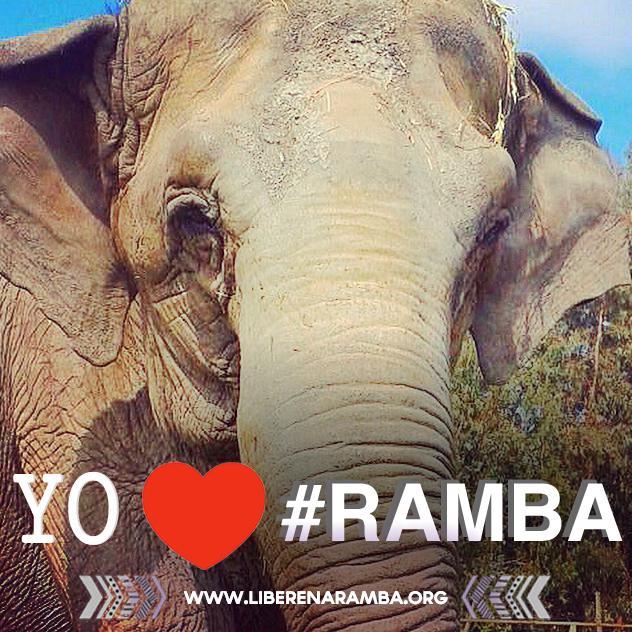 Ramba es la última elefante de circo en Chile. INFO ecopolis.di@gmail.com @ecopolisDi