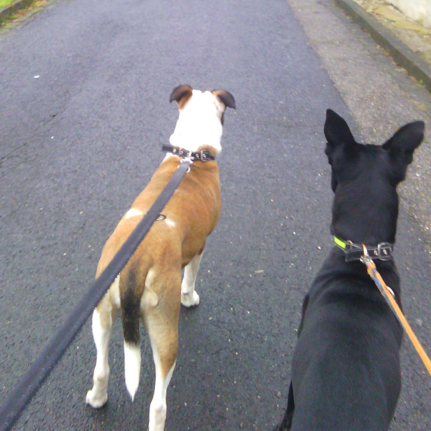 gestatten: Linda (7) und Fenris (6) - wir sind die Agenturhunde von WERK 70