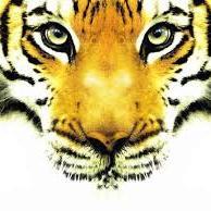 Little Sherekhan (@littlesherekhan) 's Twitter Profile