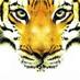 Little Sherekhan (@littlesherekhan) Twitter profile photo Little Sherekhan (@littlesherekhan) Twitter profile photo