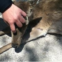 cham (@0413_k) Twitter profile photo