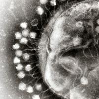 Phagepapers (@phagepapers) 's Twitter Profile Photo Phagepapers (@phagepapers) 's Twitter Profile Photo
