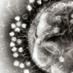 Phagepapers (@phagepapers) Twitter profile photo Phagepapers (@phagepapers) Twitter profile photo