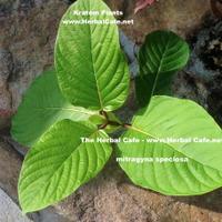 The Herbal Cafe LLC (@flaglercafe) Twitter profile photo