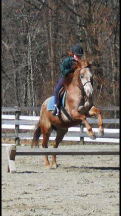 Equestrian rider!