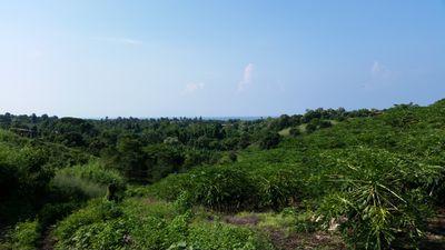 papayamx_'s profile picture. Agricultura y comercialización de papaya maradol.