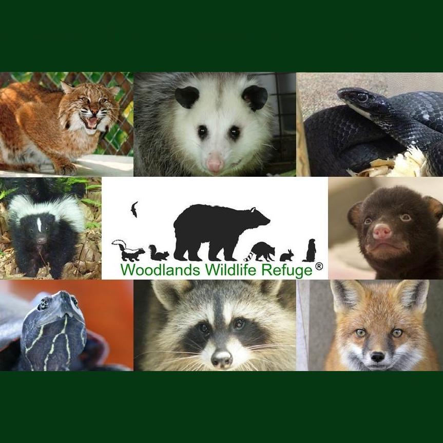 Woodlands Wildlife