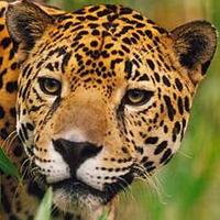 Peter Shaughnessy (@shaughnessytgms) 's Twitter Profile