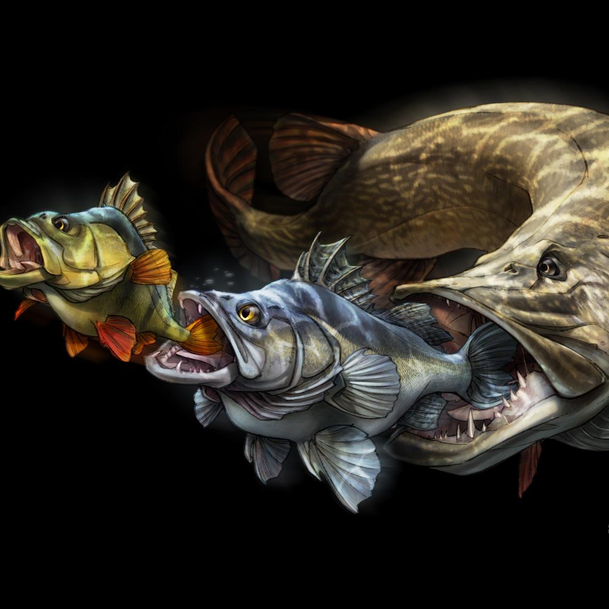 anglingmarket's profile picture. Male-famele