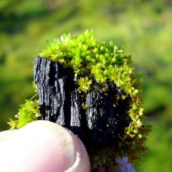 BioChar: a soil amendment for the future of farming and sustainability. Local energy and biochar production is our focus for a sustainable future.