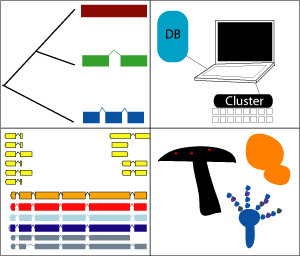 Digesting the fungal genomes